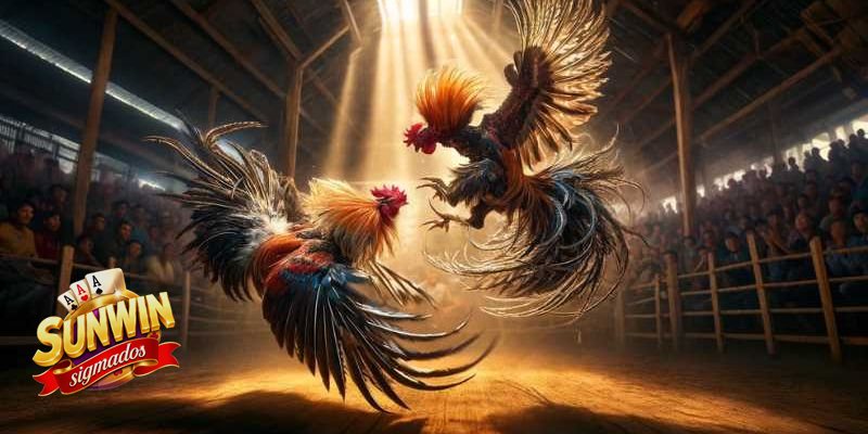 Đá Gà Sunwin - Ai phù hợp để tham gia? Đá Gà Sunwin - Ai phù hợp để tham gia?